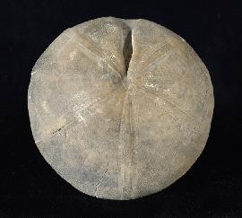 Clypeus ploti (LESKE 1778) - Bild © FossNet FossilienStore